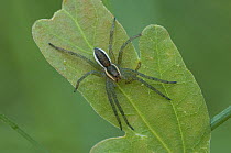 Swamp / Raft spider ( Dolomedes fimbriatus) juvenile on leaf, Belgium