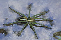 Swamp / Raft spider (Dolomedes fimbriatus)  juvenile on water, Belgium