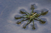 Swamp / Raft spider (Dolomedes fimbriatus)  juvenile on water, Belgium