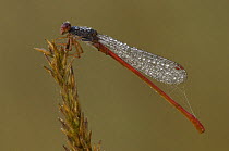 Small Red damselfly (Ceriagrion tenellum) covered in dew, Belgium