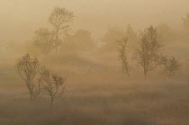 Birch trees (Betula pendula) in morning mist at sunrise, Groot Schietveld, Wuustwezel, Belgium