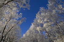 Looking up through Birch trees covered in hoar frost, Groot Schietveld, Wuustwezel, Belgium