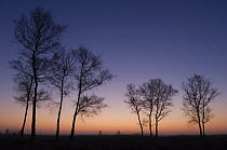 Birches (Betula pendula) silhouetted at sunrise, Groot Schietveld, Wuustwezel, Belgium
