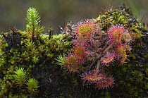 Common Sundew (Drosera rotundifolia) covered in dew, Belgium