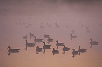 Flock of Canada Geese (Branta canadensis) on water at dawn, Groot Schietveld, Wuustwezel, Belgium