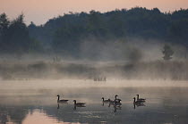 Canada Geese (Branta canadensis) on water at dawn, Groot Schietveld, Wuustwezel, Belgium