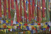 Buddhist prayer flags, near Kechopari Lake, Sikkim, India October 2007