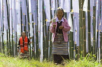 Women using prayer wheel in Tashiding Monastery beside prayer flags, Sikkim, India October 2007