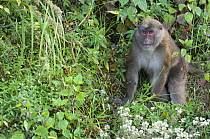 Rhesus Macaque (Macaca mulatta) on roadside between Darjeeling and Bagdogra, West Bengal, India