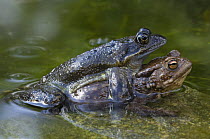 Male Common Frog (Rana temporaria) (above) mating with female Common Toad (Bufo bufo) Belgium