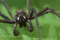 Nursery web spider (Pisaura mirabilis) head portrait showing palps, Belgium