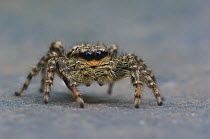 Fence post Jumping spider (Marpissa muscosa)  Belgium