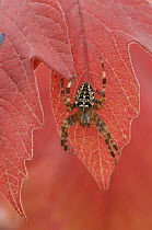 Garden spider (Araneus diadematus) on autumn leaf, Belgium