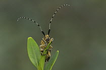 Longhorn beetle (Agapanthes vilosoviridescens),  Brasschaat, Belgium