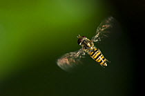 Hover-fly flying {Syrphidae} Belgium