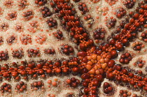 Close up of skin and mouth of Cushion Star (Culcita schmideliana) Zanzibar, Tanzania