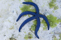 Blue starfish (Linckia laevigata) Zanzibar, Tanzania