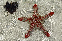Sea star (Protoreaster lincki) Zanzibar, Tanzania