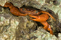Crab (Geograpsus stormi) hidden amongst rocks, Zanzibar, Tanzania