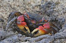 Marsh Crab (Neosarmatium meinerti) Zanzibar, Tanzania