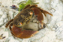 Crab (Metopograpsus messor) Zanzibar, Tanzania