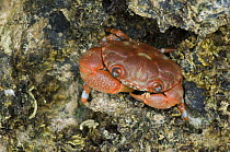 Mud crab ( Lydia annulipes) Zanzibar, Tanzania