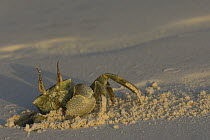 Ghost Crab (Ocypode ceratophthalma) beside its hole in sand on beach, Zanzibar, Tanzania