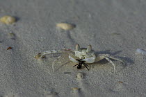 Ghost Crab (Ocypode sp) with Ant prey, Zanzibar, Tanzania
