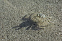 Tiny Ghost Crab {Ocypode sp} walking over sand, Zanzibar, Tanzania