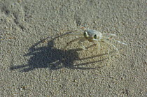 Tiny Ghost Crab {Ocypode sp} walking over sand, Zanzibar, Tanzania