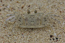 Ghost Crab {Ocypode sp} camouflaged on sand, Zanzibar, Tanzania