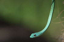 Speckled Green-Snake (Philothamnus punctatus) Jozani Chwaka Bay NP, Zanzibar, Tanzania