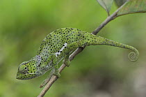 Flap necked / eared chameleon (Chamaeleo dilepis) Jozani Chwaka Bay NP, Zanzibar, Tanzania