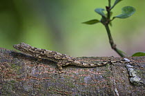 Tree Gecko (Hemidactylus platycephalus) Jozani Chwaka Bay NP, Zanzibar, Tanzania