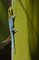 Yellow-headed Dwarf Gecko (Lygodactylus luteo picturatus) Zanzibar, Tanzania