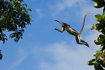 Zanzibar / Kirks Red Colobus monkey (Procolobus kirkii) leaping from tree canopy, Jozani Chwaka Bay NP, Zanzibar, Tanzania