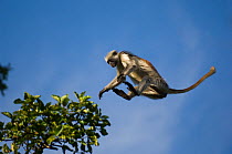 Zanzibar / Kirks Red Colobus monkey (Procolobus kirkii) leaping from tree canopy, Jozani Chwaka Bay NP, Zanzibar, Tanzania