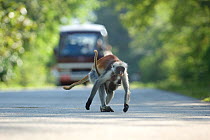 Zanzibar / Kirks Red Colobus monkey (Procolobus kirkii) crossing road, carrying young, Jozani Chwaka Bay NP, Zanzibar, Tanzania