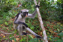 Zanzibar / Kirks Red Colobus monkey (Procolobus kirkii) sitting in tree canopy, Jozani Chwaka Bay NP, Zanzibar, Tanzania