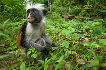 Zanzibar / Kirks Red Colobus monkey (Procolobus kirkii) sitting on forest floor, Jozani Chwaka Bay NP, Zanzibar, Tanzania
