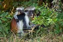 Zanzibar / Kirks Red Colobus monkey (Procolobus kirkii) female with young on forest floor, Jozani Chwaka Bay NP, Zanzibar, Tanzania