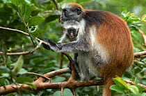 Zanzibar / Kirks Red Colobus monkey (Procolobus kirkii) female with young, Jozani Chwaka Bay NP, Zanzibar, Tanzania