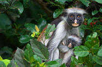 Zanzibar / Kirks Red Colobus monkey (Procolobus kirkii) female with young in forest canopy, Jozani Chwaka Bay NP, Zanzibar, Tanzania
