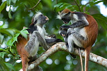 Zanzibar / Kirks Red Colobus monkey (Procolobus kirkii) adults with young grooming, Jozani Chwaka Bay NP, Zanzibar, Tanzania
