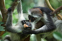 Zanzibar / Kirks Red Colobus monkey (Procolobus kirkii) adults grooming, Jozani Chwaka Bay NP, Zanzibar, Tanzania