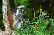Zanzibar / Kirks Red Colobus monkey (Procolobus kirkii) adult feeding on leaves in tree, Jozani Chwaka Bay NP, Zanzibar, Tanzania