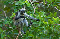 Zanzibar / Kirks Red Colobus monkey (Procolobus kirkii) adults feeding on leaves in forest canopy, Jozani Chwaka Bay NP, Zanzibar, Tanzania