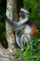 Zanzibar / Kirks Red Colobus monkey (Procolobus kirkii) adult calling, Jozani Chwaka Bay NP, Zanzibar, Tanzania