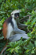 Zanzibar / Kirks Red Colobus monkey (Procolobus kirkii) adult sitting in forest canopy, Jozani Chwaka Bay NP, Zanzibar, Tanzania