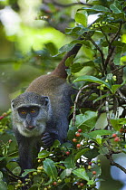 Blue monkey (Cercopithecus mitis) feeding on fruit in tree, Jozani Chwaka Bay NP, Zanzibar, Tanzania